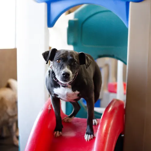 dog standing on slide during dog daycare in Heath